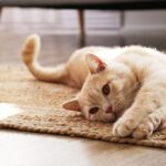 Alimentazione corretta del gatto: cibo umido o secco?