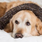 Come capire se il cane ha la febbre e sta male: 10 indizi
