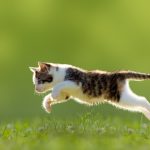 Cosa e quanto deve mangiare un gatto cucciolo