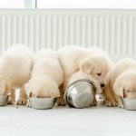 L’alimentazione corretta per un cane fino ai 12 mesi: ecco cosa e quanto deve mangiare un cucciolo
