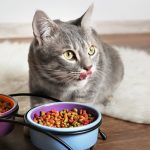Perché e come cambiare l’alimentazione di un gatto sterilizzato