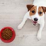 Come, quando e perché cambiare l’alimentazione del cane